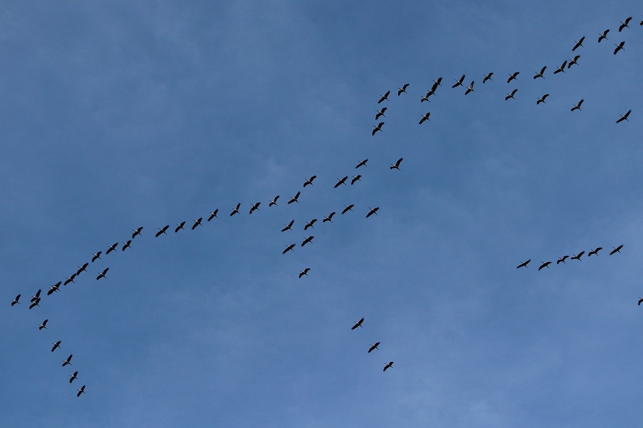 migratory birds, train of cranes, flight south-7588526.jpg